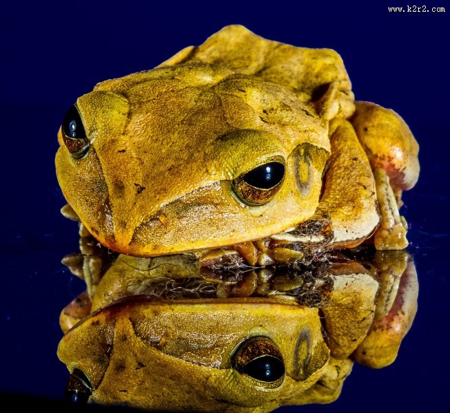 丑陋的青蛙图片大全