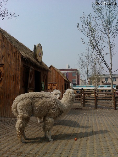 动物园里的羊驼图片