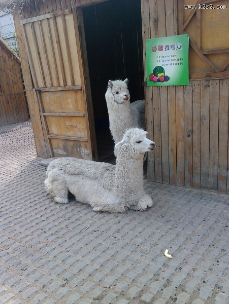 动物园里的羊驼图片