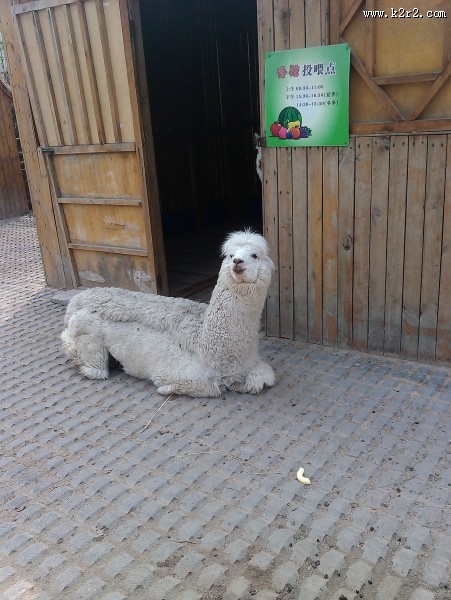 动物园里的羊驼图片