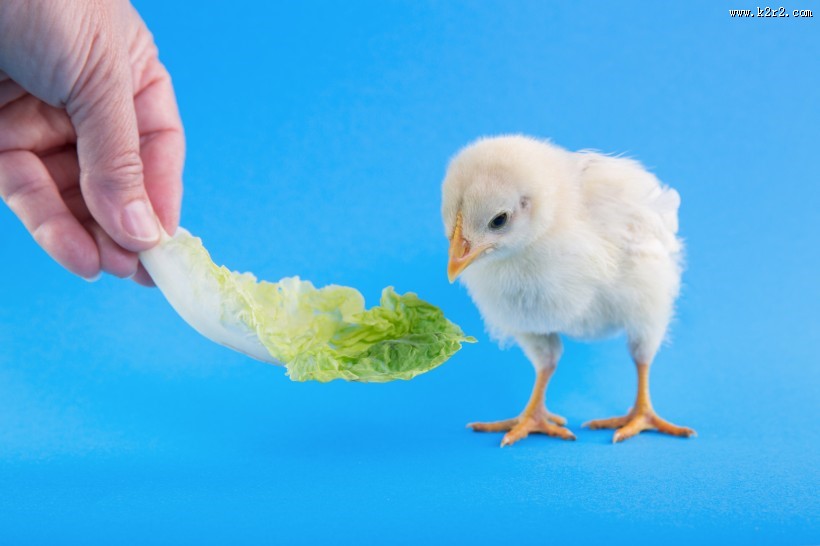 毛绒绒的小鸡仔图片