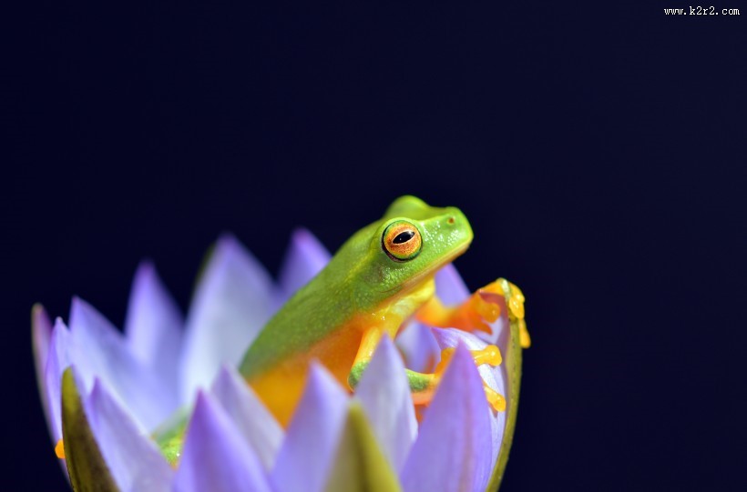 形态各异的青蛙图片大全