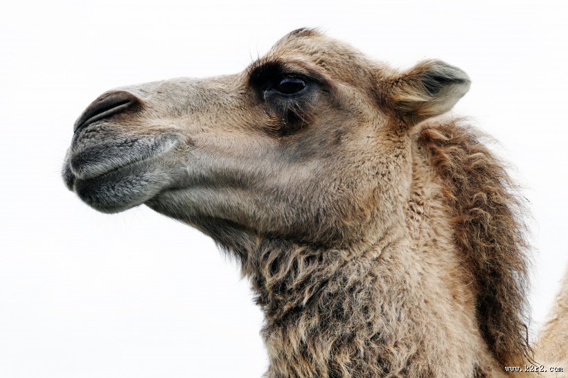 骆驼高清图片大全