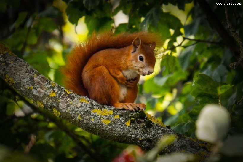 可爱的小松鼠图片大全