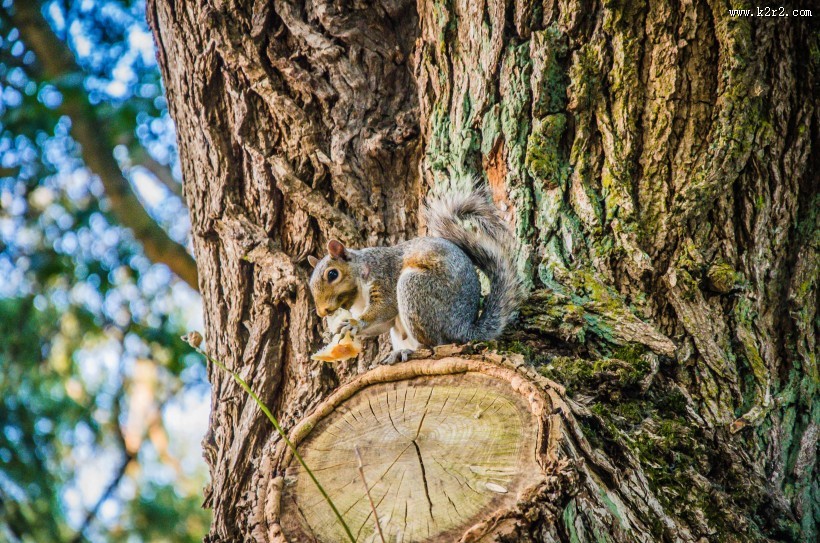 可爱的小松鼠图片大全