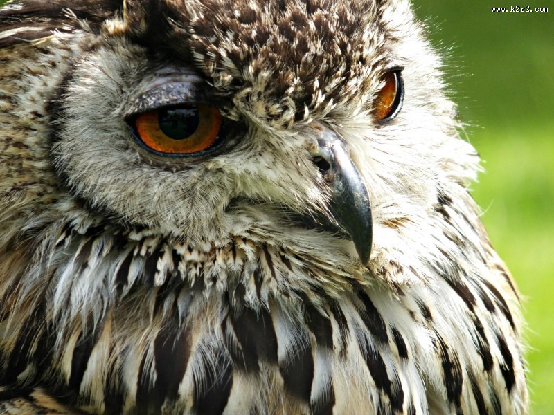 眼神锐利的猫头鹰图片