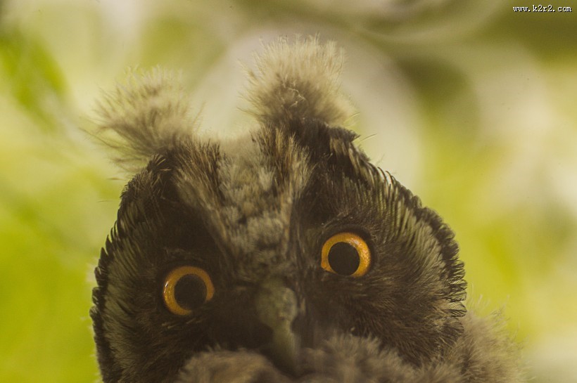 呆萌可爱的猫头鹰图片