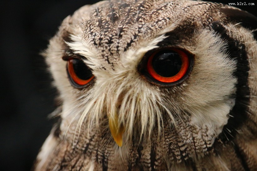 呆萌可爱的猫头鹰图片