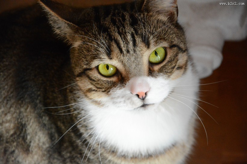 胖乎乎的猫咪图片大全