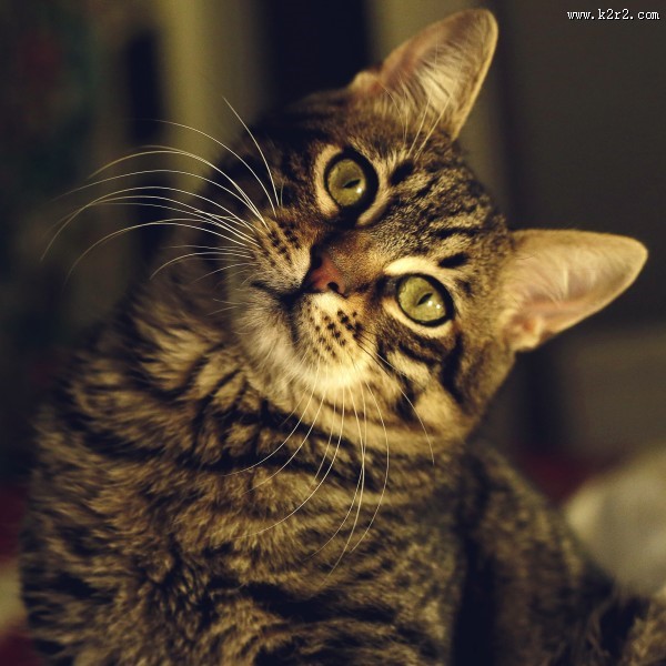 胖乎乎的猫咪图片大全