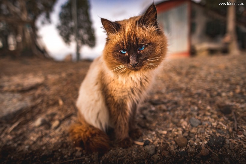 胖乎乎的猫咪图片大全