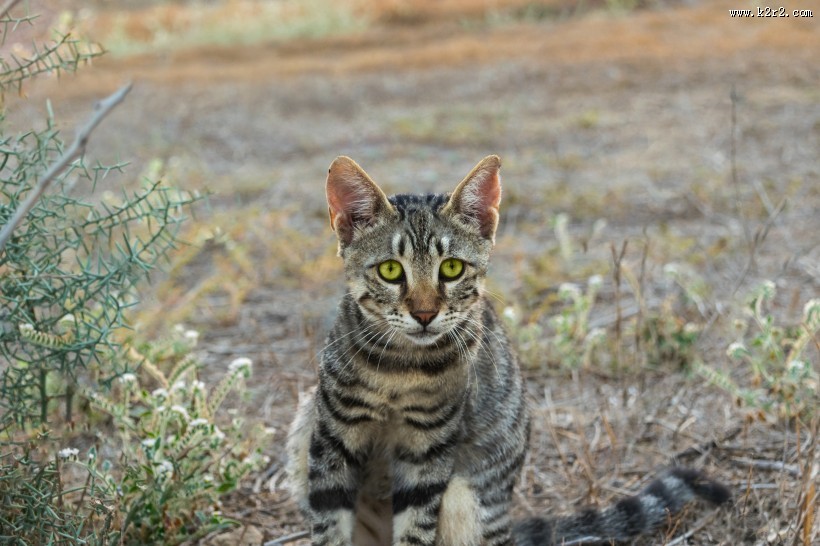 向远处张望的猫图片