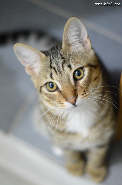 可爱的花狸猫图片