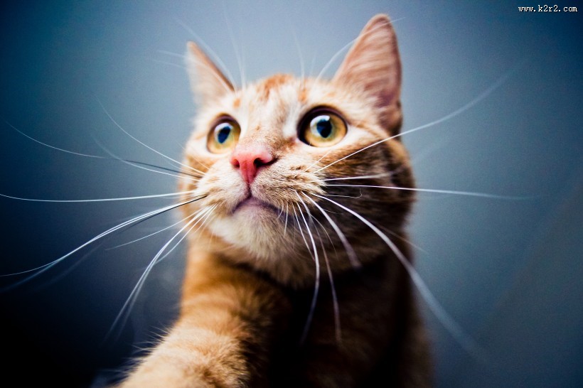 黄白相间的橘猫图片