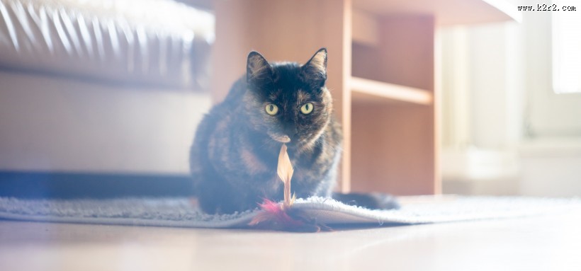 毛茸茸的猫咪图片