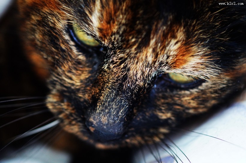 猫的头部特写图片