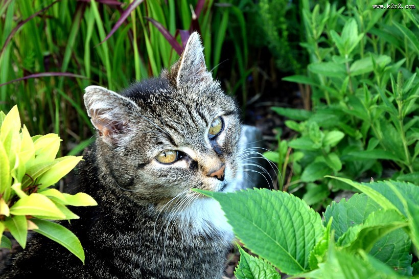 草丛里的猫咪图片