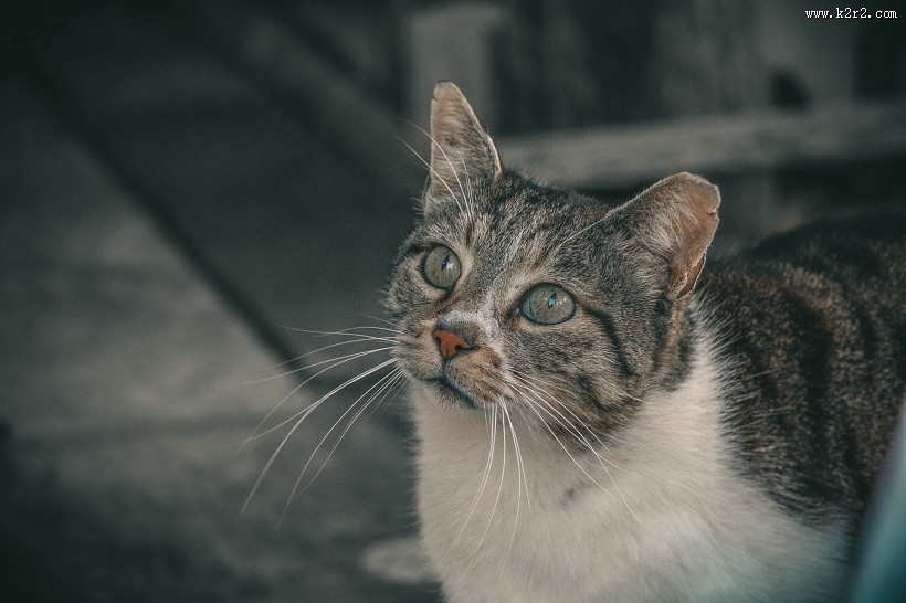 充满好奇的猫眼图片