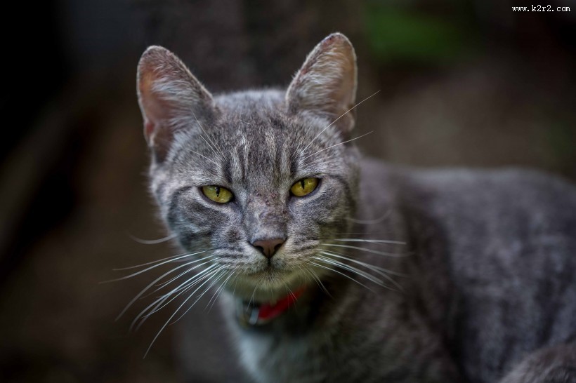 花灰色猫咪图片