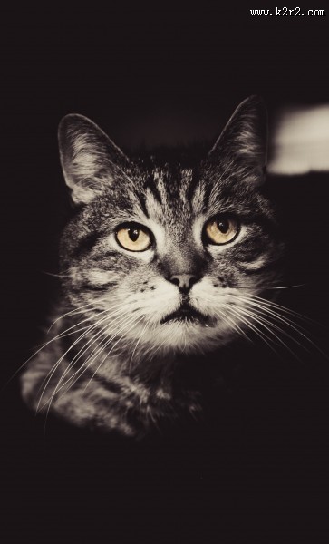 花灰色猫咪图片