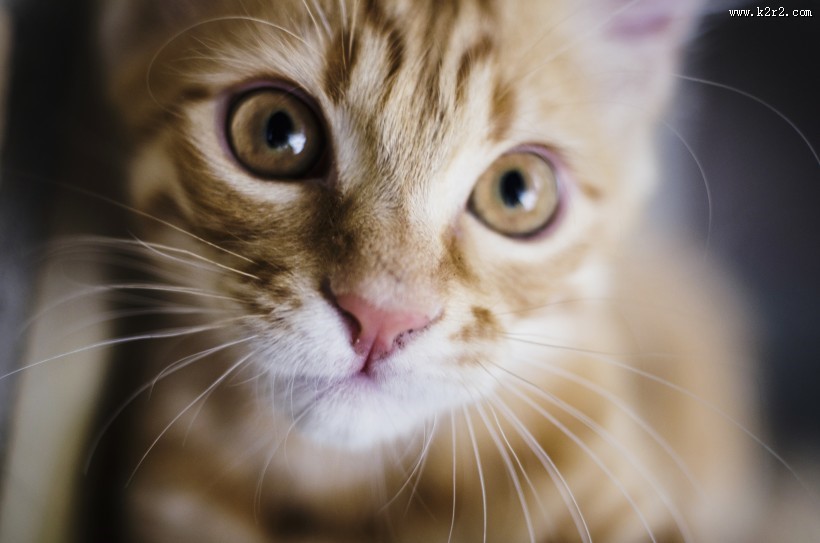 漂亮的猫眼图片大全