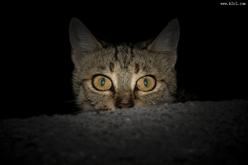 漂亮的猫眼图片大全