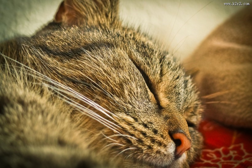 猫咪的侧脸特写图片