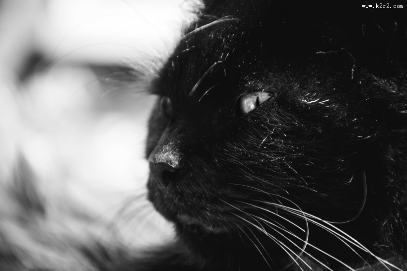 猫咪的侧脸特写图片