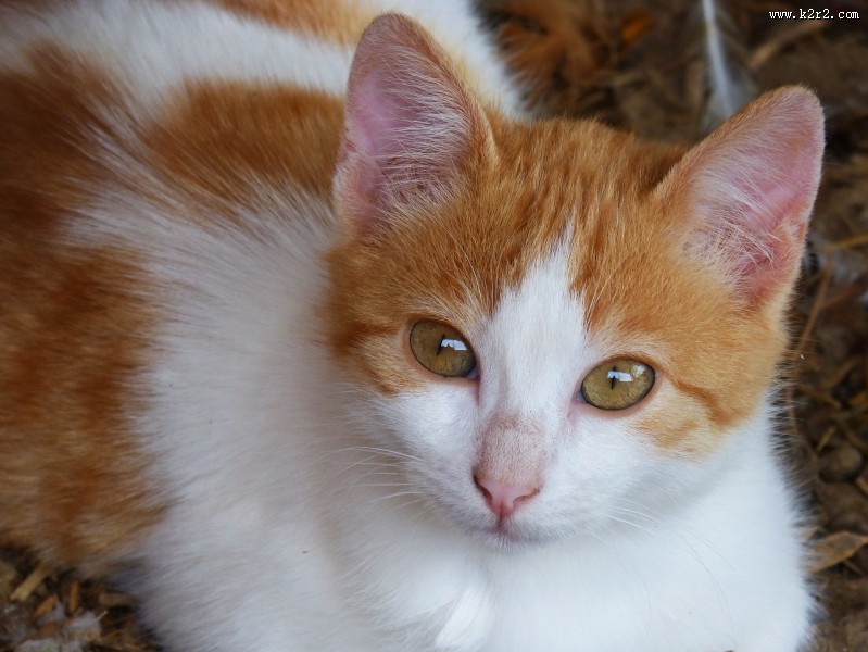 猫咪脸部特写图片