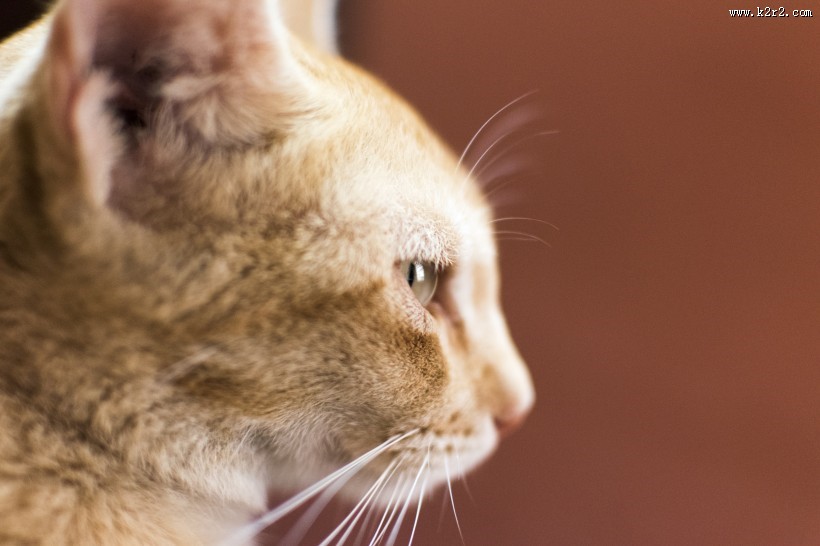 猫咪脸部特写图片