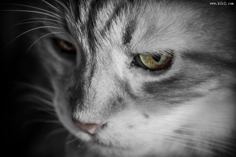 猫咪头部特写图片