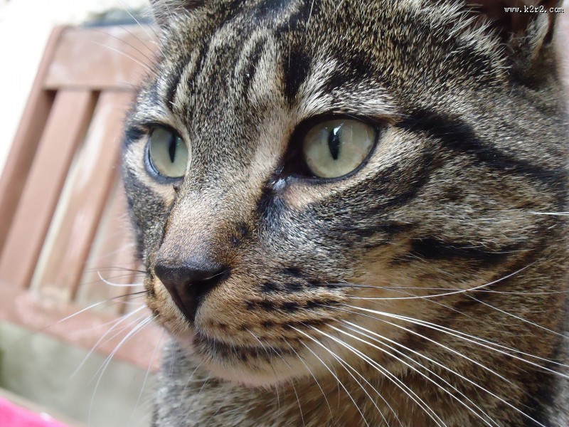 猫咪头部特写图片