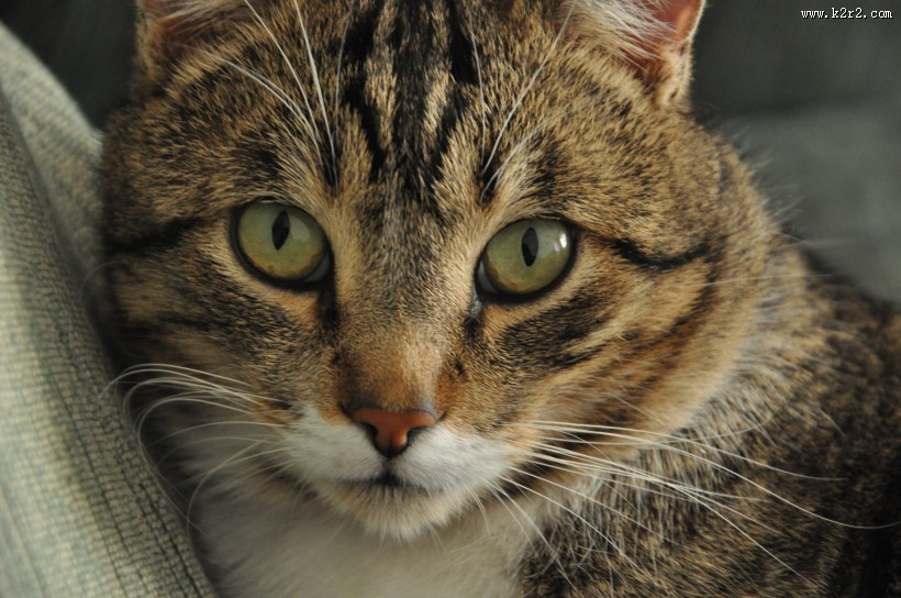 猫咪头部特写图片