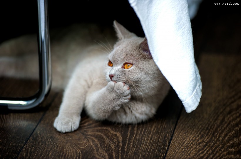 侧卧的猫咪图片大全