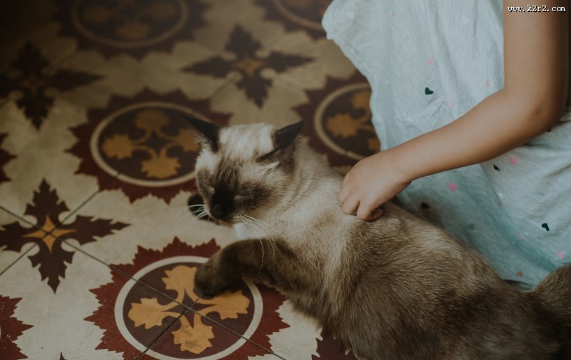 侧卧的猫咪图片大全