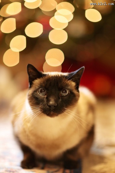 趴着的猫咪图片大全