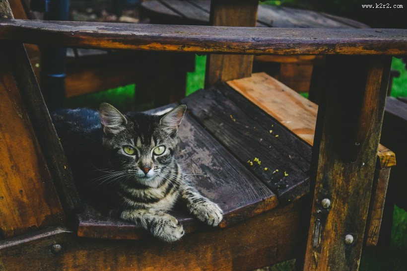 趴着的猫咪图片大全