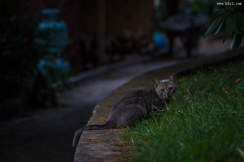 顽强生存的流浪猫图片