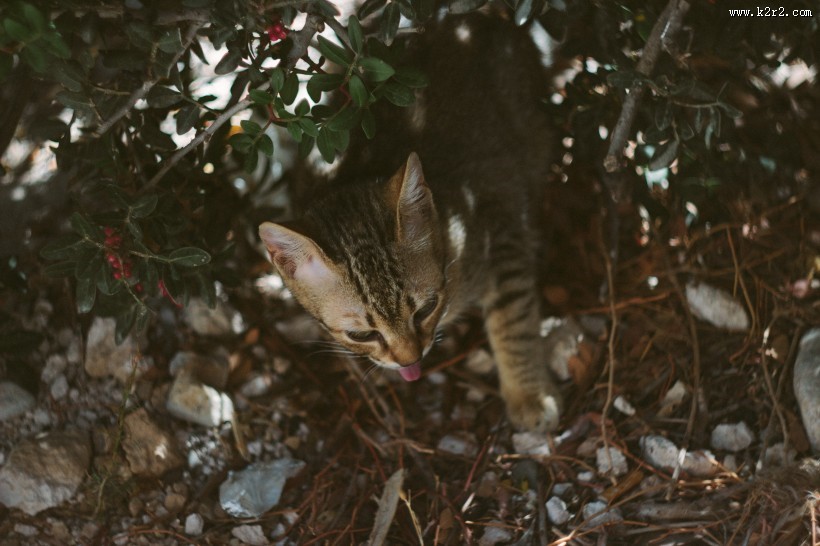 顽强生存的流浪猫图片