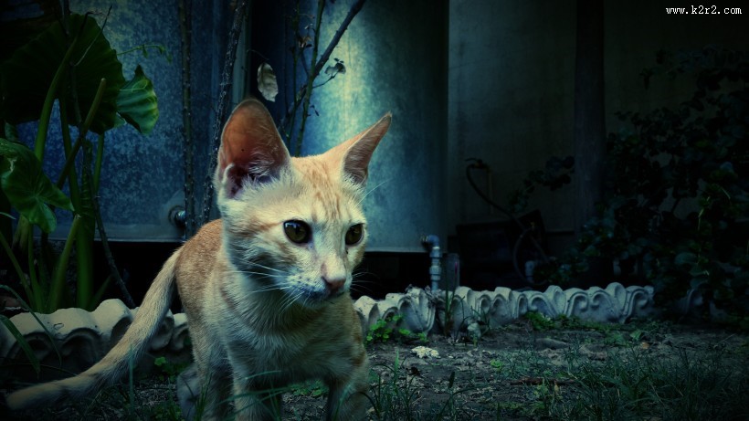 顽强生存的流浪猫图片