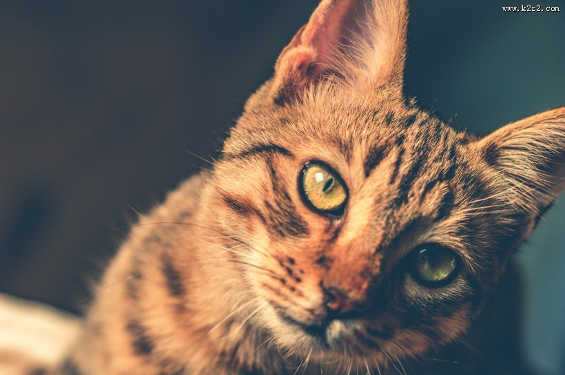 安静的猫咪图片