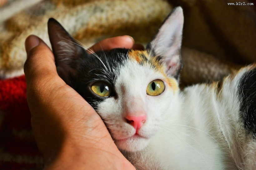 安静的猫咪图片