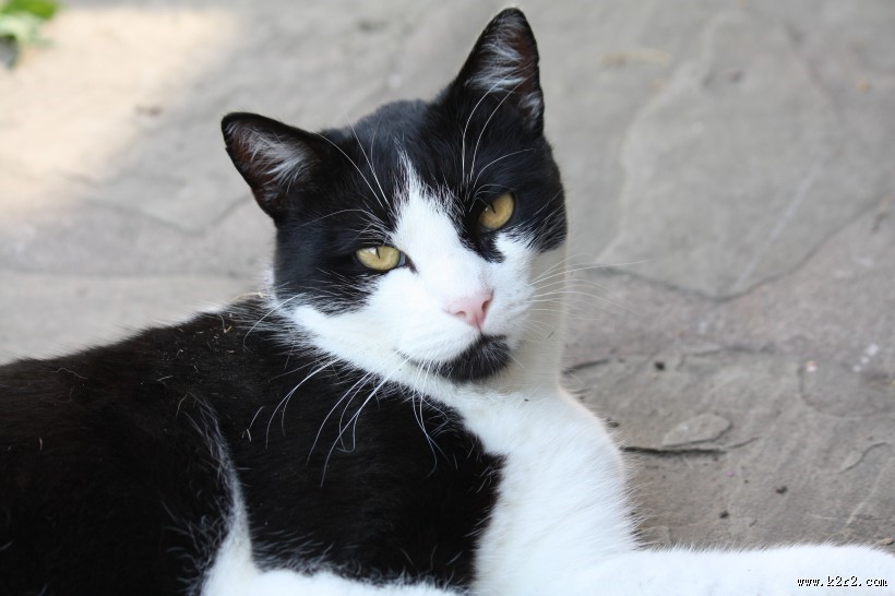 悠然自得的猫咪图片