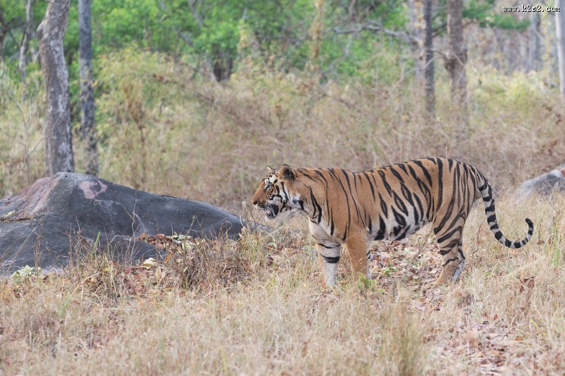 凶猛的老虎图片