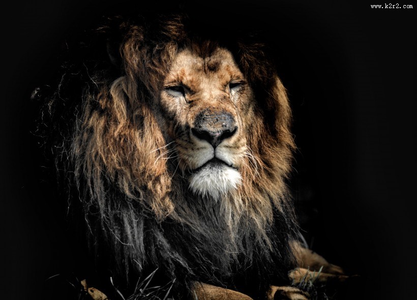 威武的雄狮图片大全