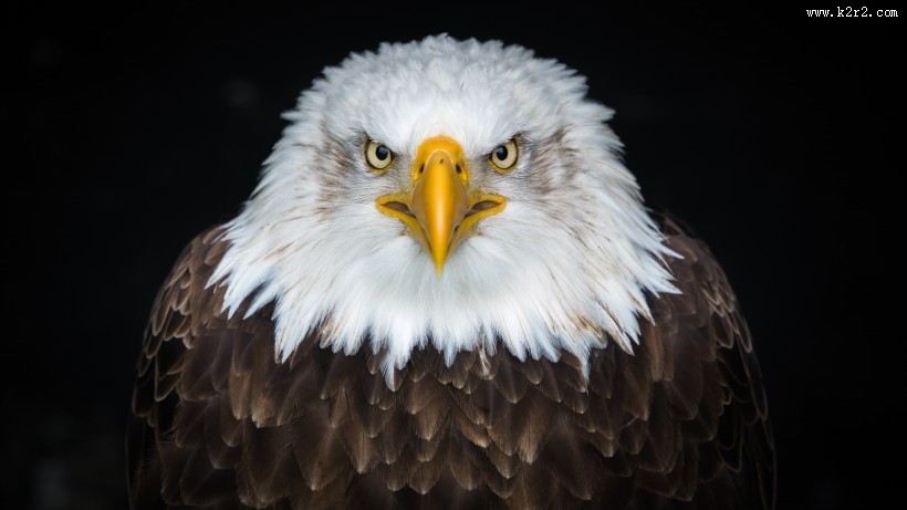 老鹰高清图片
