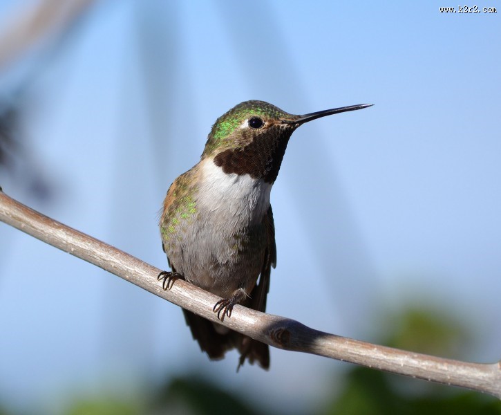 玲珑小巧的蜂鸟图片
