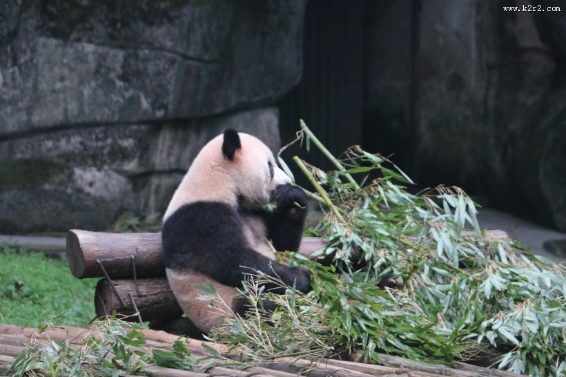 动物园饲养的可爱大熊猫图片