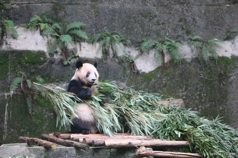 动物园饲养的可爱大熊猫图片