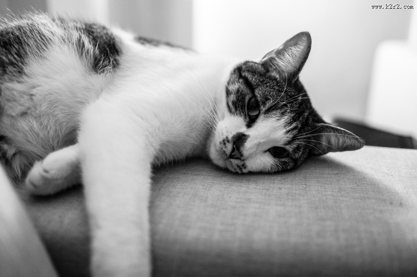 姿态妖娆的猫咪图片大全